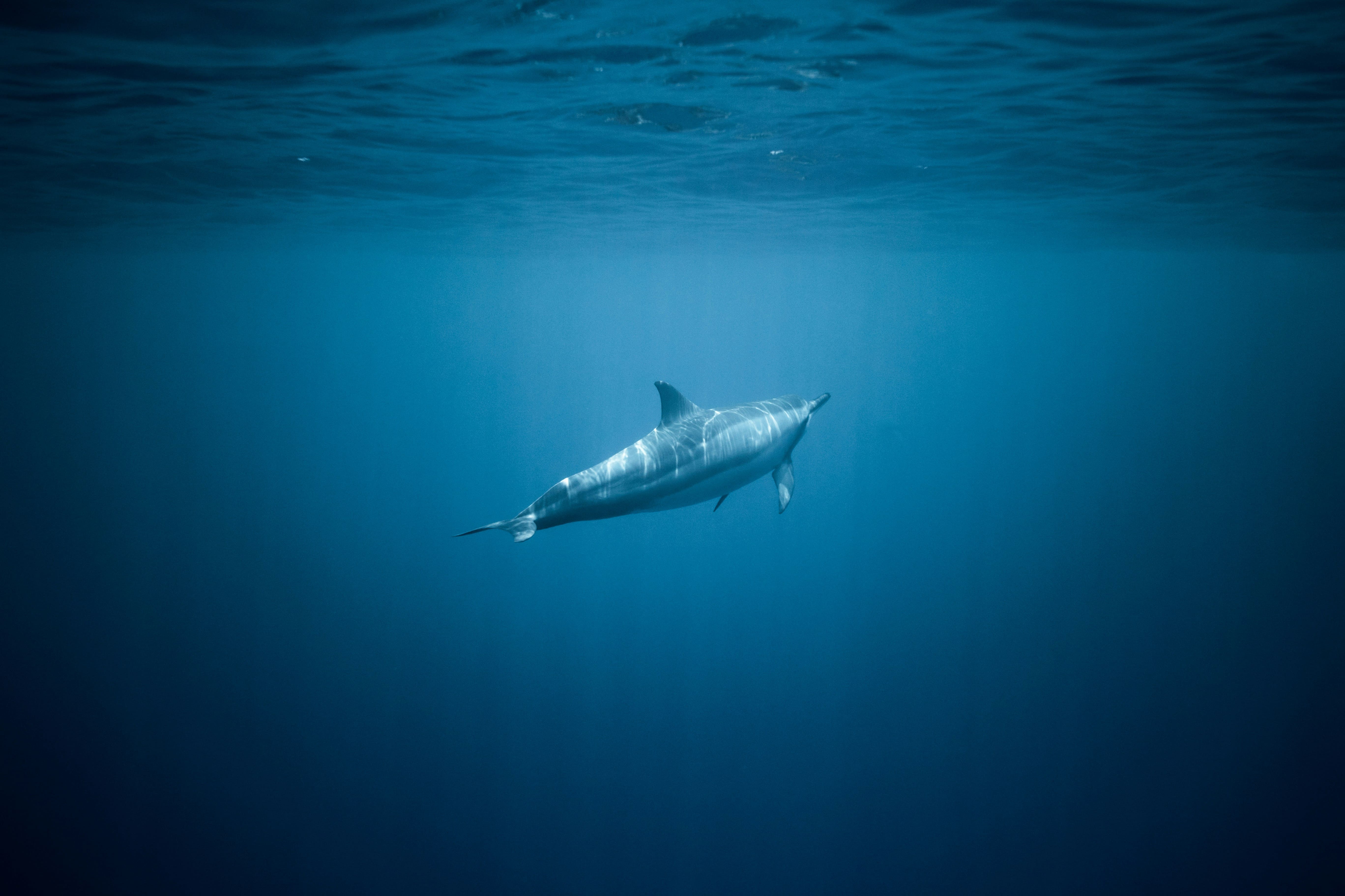 Dolphin Watching