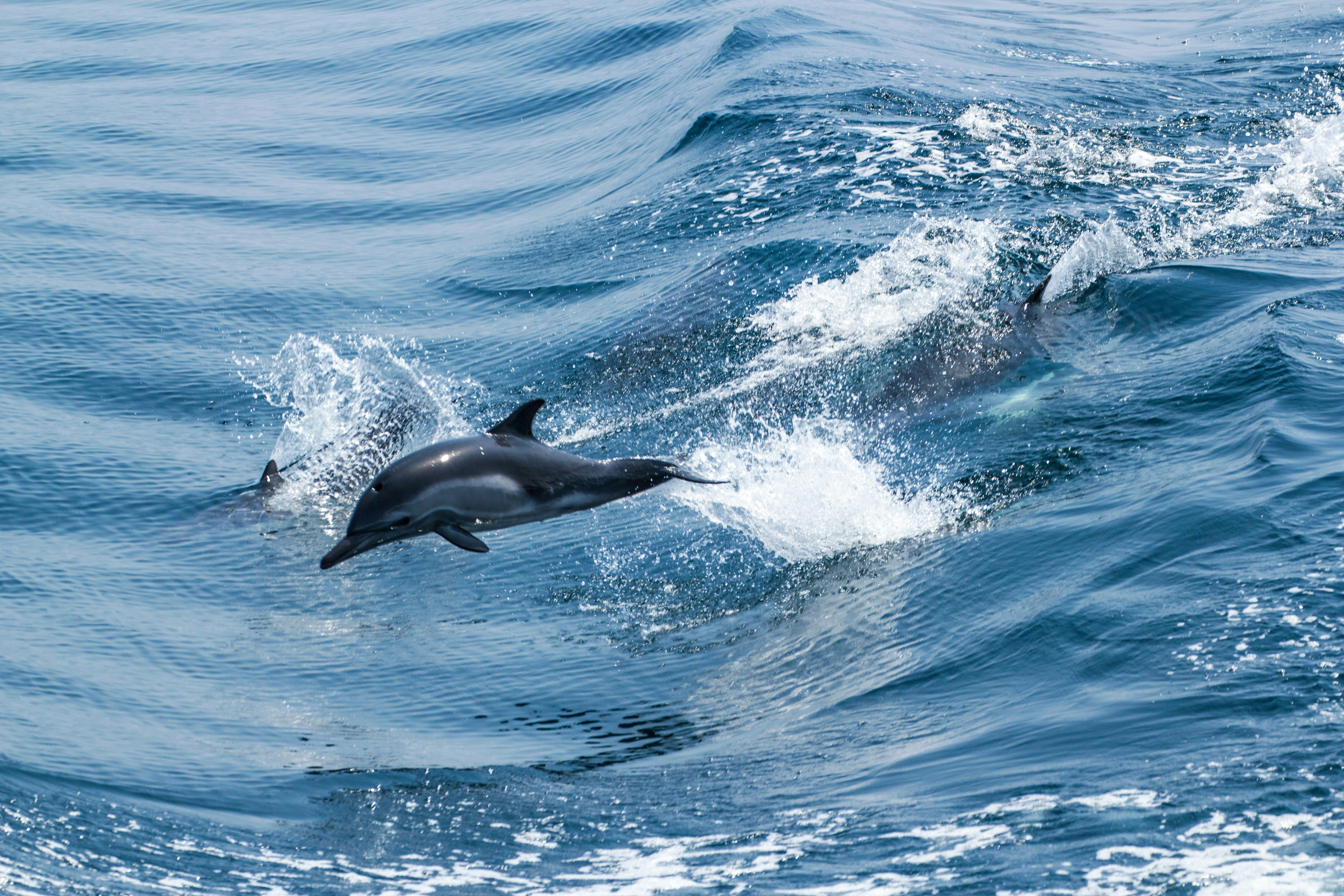 Dolphin